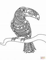 Zentangle Coloring Toucan Pages Printable Drawing Adults Categories sketch template