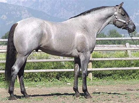 blue roan quarter horse stallion horses quarter horse