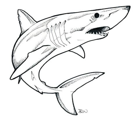 mako shark google search shark drawing shark drawing easy great
