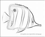 Coloring Butterflyfish Fish Butterfly Designlooter 49kb 433px sketch template