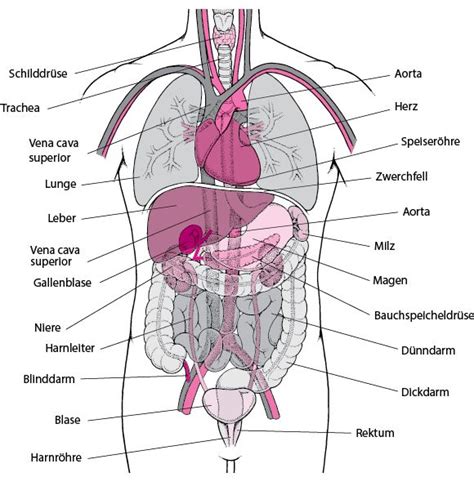 innere organe schaubild
