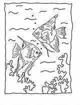 Fish Coloring Pages Angel Angelfish Printable Tropical Kids Library Clipart 24kb Drawings Popular Codes Insertion sketch template