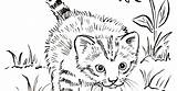 Kitten Coloring Pages Realistic Kittens Cute Book Samanthasbell sketch template