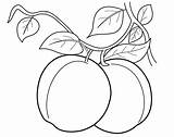 Peaches Melocotones Colorear sketch template