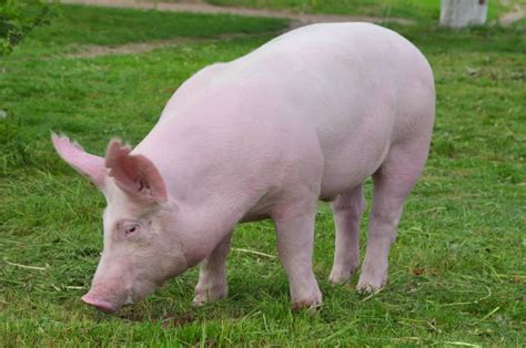 yorkshire pigs breed info lifespan  northern nester