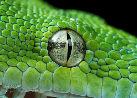 snake eye closeup  henrik vind px