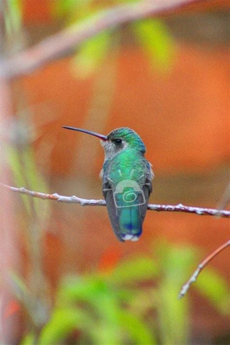 contrasting colors hummingbird asunkidd photography