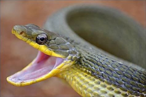 serpent images  pinterest reptiles snakes   snake