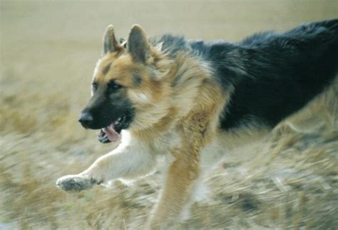 german shepherd dog breed profile dogcast radio