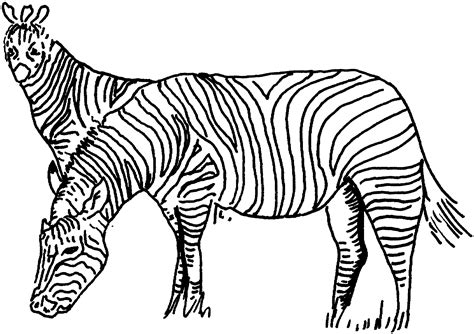zebra coloring pages