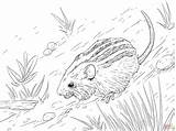 Coloring Pages Mouse Striped Mice Color Printable Bass Rodent Print Supercoloring Drawing Skip Main sketch template