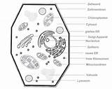 Pflanzenzelle Aufbau Biologie Zelle Tierzelle Zellorganellen Zellen Funktion Lernen Menschliche Studyhelp Woraus Besteht sketch template