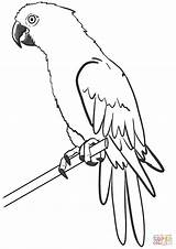 Arara Pappagallo Colorare Macaw Guacamayo Dibujos Disegni Parrot sketch template