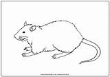 Rat Colouring Pages Rats Coloring Colour Cute Activity Print Activityvillage Need Cartoon Outline Pet Kids Outlines Become Member Log Choose sketch template