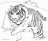 Lsu Coloring Pages Drawing Getdrawings sketch template