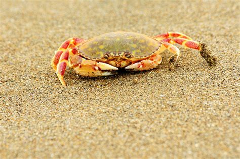 crab walk photograph  rebecca adams pixels
