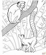 Lemur Coloring Pages Tailed Ring Zoo Animals Printable Print Color Skip Main sketch template
