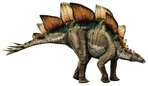 stegosaurus pictures facts  dinosaur
