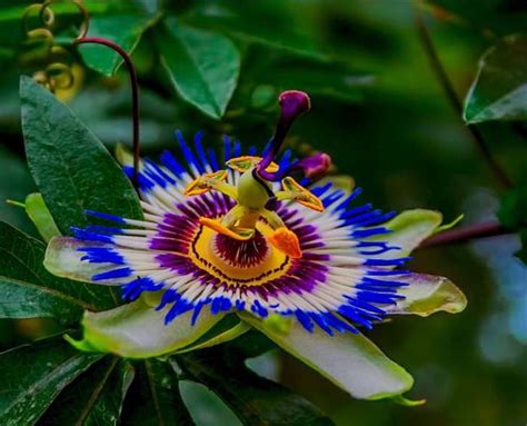 beautiful colorful flower  nature