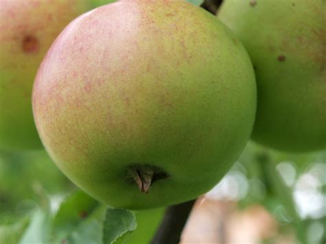 saftig foto bild pflanzen pilze flechten fruechte und beeren