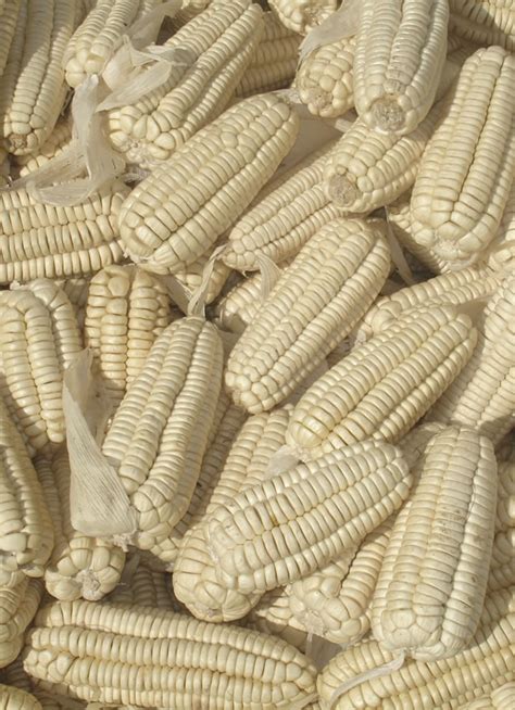 crunchy giant corn inka foods imports inka crops premium snacks  peru