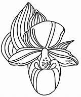 Lady Slipper Clipart Pink Wildflower State Clipground Clip Hampshire sketch template