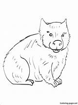 Wombat Coloring Dingo Print Drawing Getdrawings Pages Designlooter Getcolorings 22kb 750px Kids sketch template