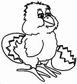Hatching Chick Coloring Pages Beautiful sketch template