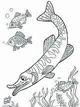 Snoek Pike Kleurplaat Europeo Lucio Fishes Leukekleurplaten Fish Dibujosparaimprimir Kleurplaten Coloringpage sketch template