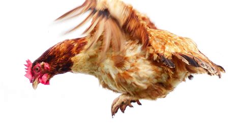 Can Chickens Fly Digital Lesson Mozaik Digital Education And Learning