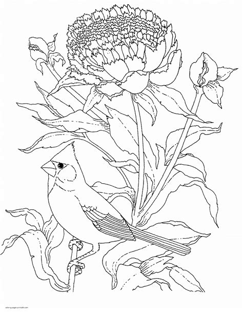 realistic birds coloring pages  adults coloring pages printablecom