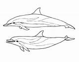 Dolphins Colorir Imprimir Boto Delfines Supercoloring Striped Adults sketch template