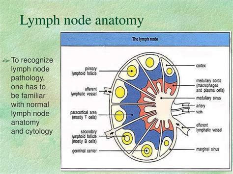 Pathological Enlargement Of Lymph Nodes Steve Gallik