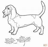 Hound Basset Coloring Pages Dog Drawing Color Bassett Getdrawings Categories Supercoloring sketch template