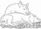 Pigs Fattoria Everfreecoloring Shamrock Coloringpagesforadult Lưu Từ ã sketch template