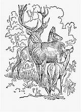 Stag sketch template