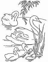Coloring Swans Printable Pages Colouring Swan Thegraphicsfairy Baby Book Fairy Choose Board Template Click sketch template