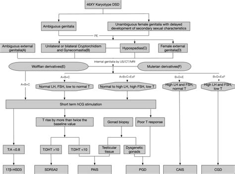 Flowchart For 46xy Dsd Differential Diagnosis Dsd Disorders Of Sex