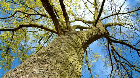 study claims trees add   month    landlord  charge