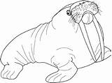 Marino Animaux Dibujo Marinos Marins Lobos Walrus Morse Foca Animales Coloriages Morsas Mirando sketch template
