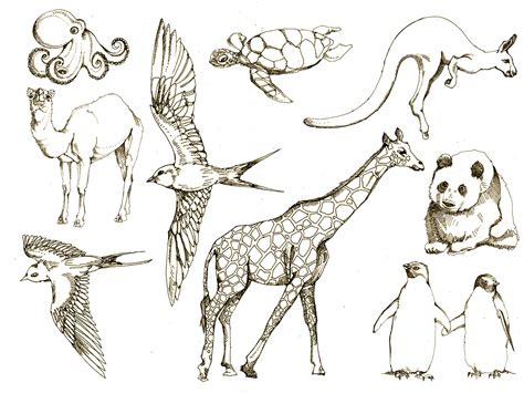animal drawings behance