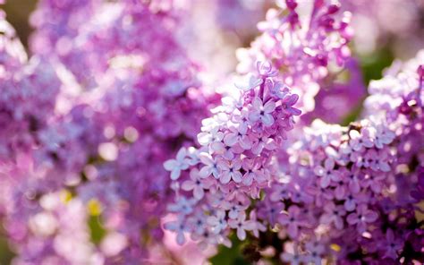 wallpapernarium bellas flores de color lila