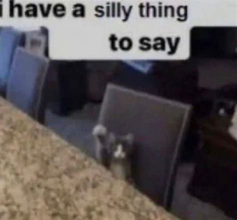 silly    silly cats   meme