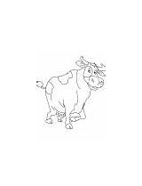 Buffalo Coloring Walk Milkman sketch template