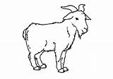 Goat Coloring Pages Goats Standing Pygmy Drawing Mountain Outline Color Template Sheets Africa Getdrawings sketch template