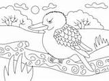 Kookaburra Coloring sketch template