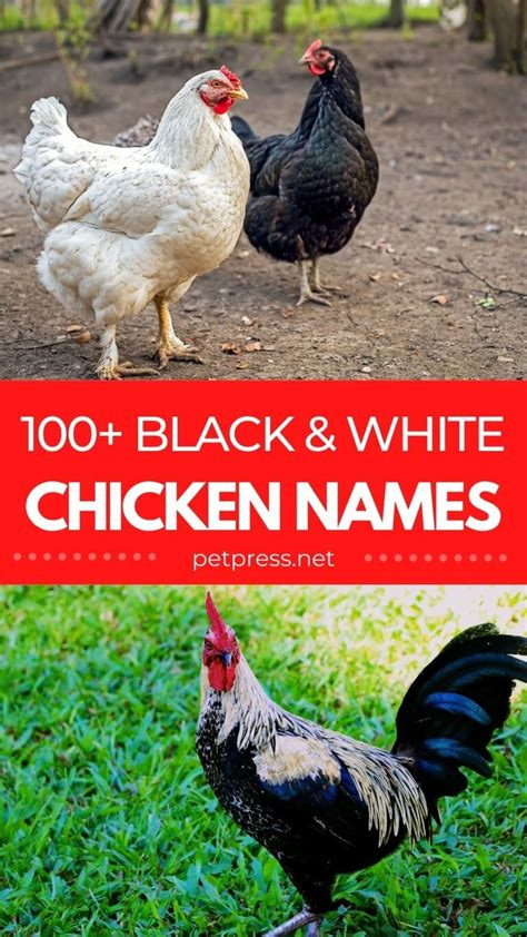 The Best 100 Black And White Chicken Names To Choose From