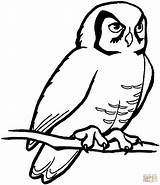 Owl Coloring Pages Barn Perched Drawing Printable sketch template
