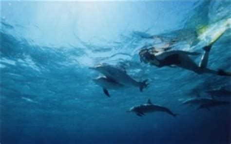 zwemmen met dolfijnen dolphinglobaltrustbe