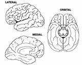 Medial Lateral Orbital Views Neurocritic Hemispheres Cerebral Brain Cortex Brodmann Prefrontal Area Areas Map Fuster Fig 2002 Three sketch template